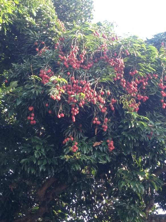 Portion of a litchi tree near Andapa